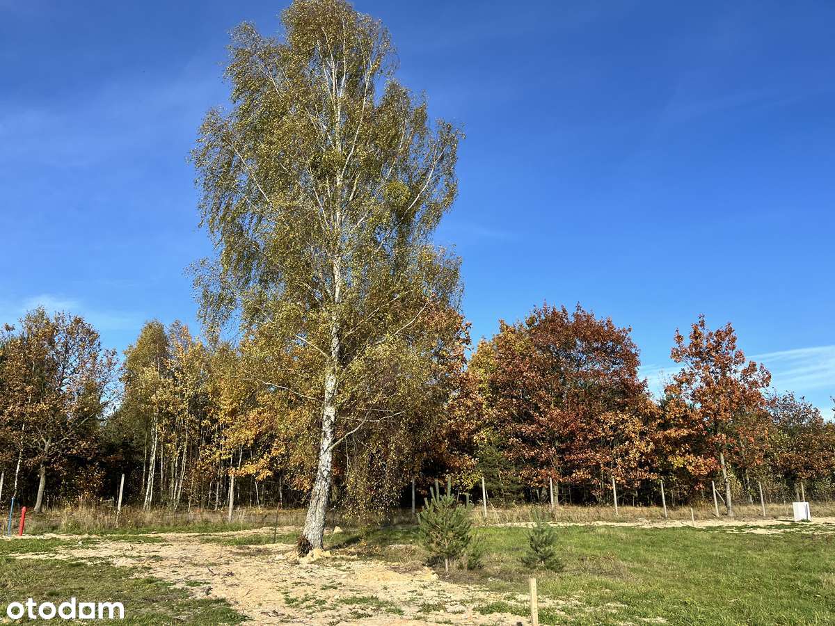 "LEŚNY ZAKĄTEK" - Olszyna koło Herb-9