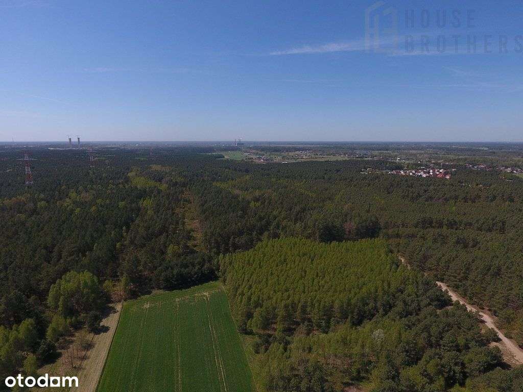 Do sprzedaży las - Pełny obrazek: 5/8