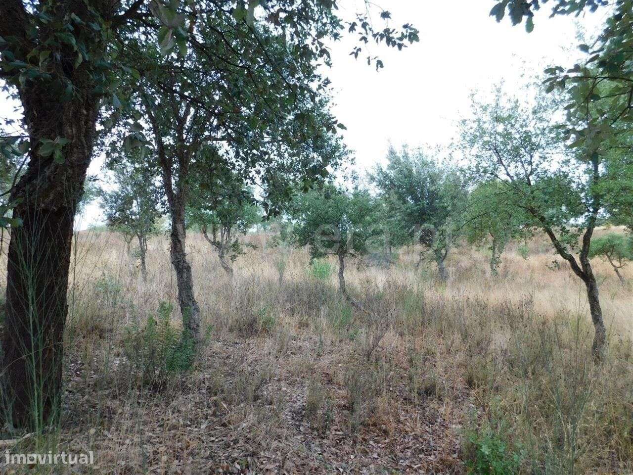 Quinta / Fundão, Quintas da Torre - Grande imagem: 5/18