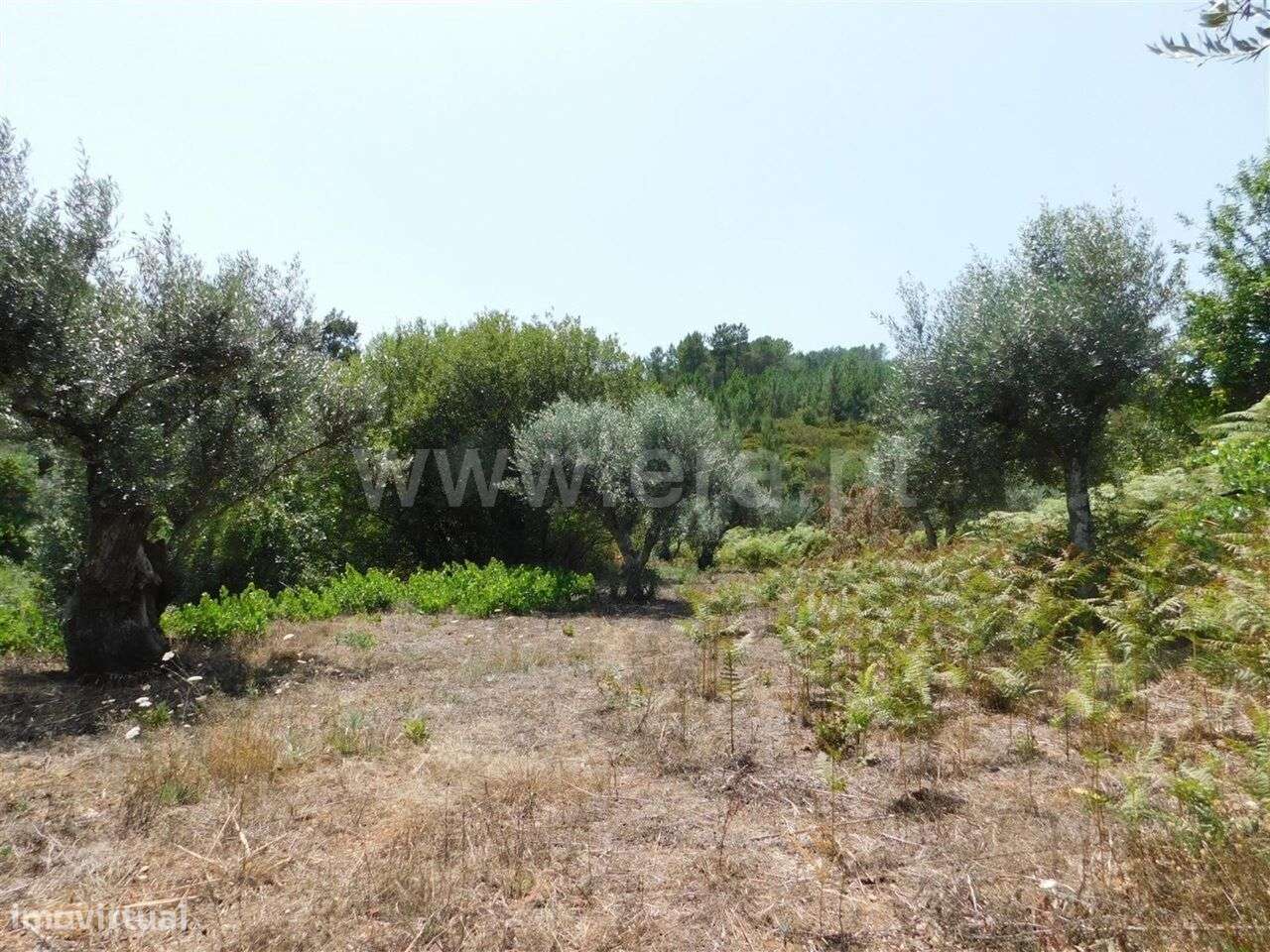 Quinta / Fundão, Lavacolhos - Grande imagem: 4/4