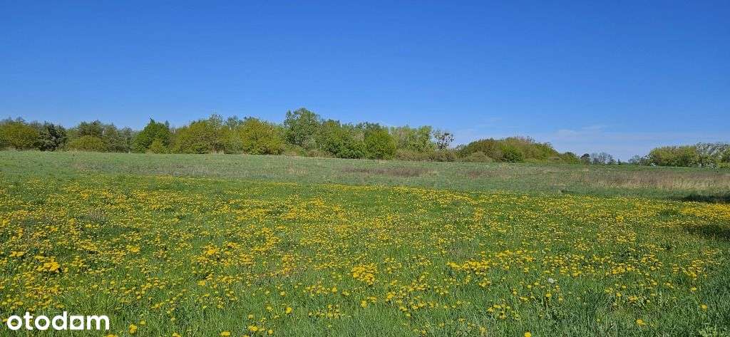 Działka z potencjałem inwestycyjnym - Skolwin-1