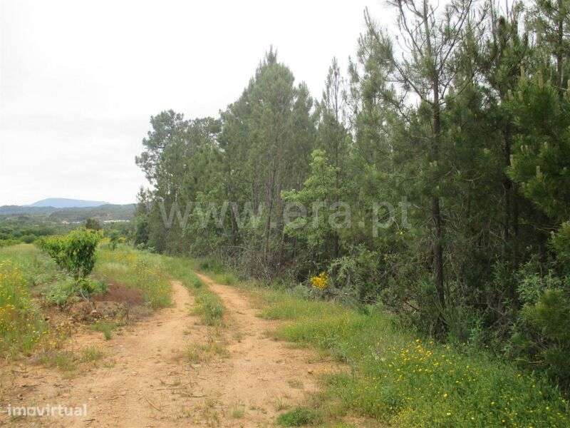 Terreno / Fundão, Enxames - Grande imagem: 2/6