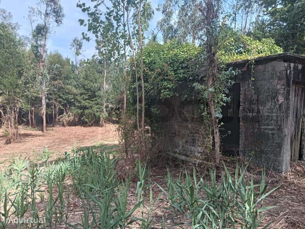 Quinta com ribeiro para venda em Vagos - Grande imagem: 5/26