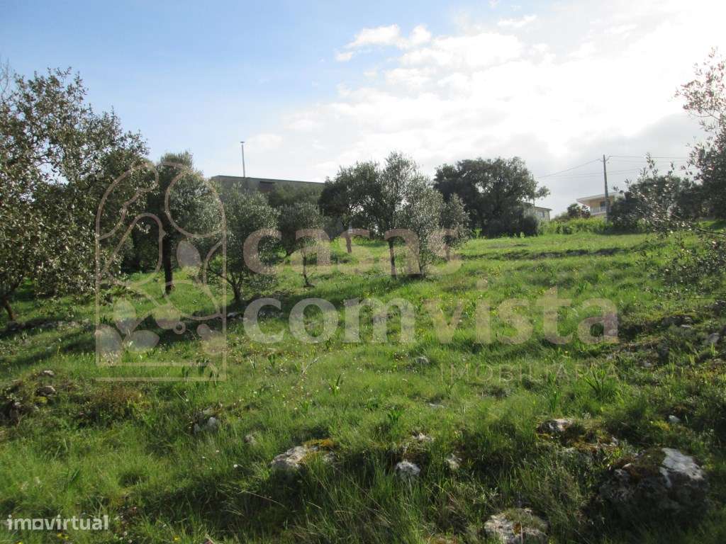 Terreno para construção e agricultura - Grande imagem: 5/14