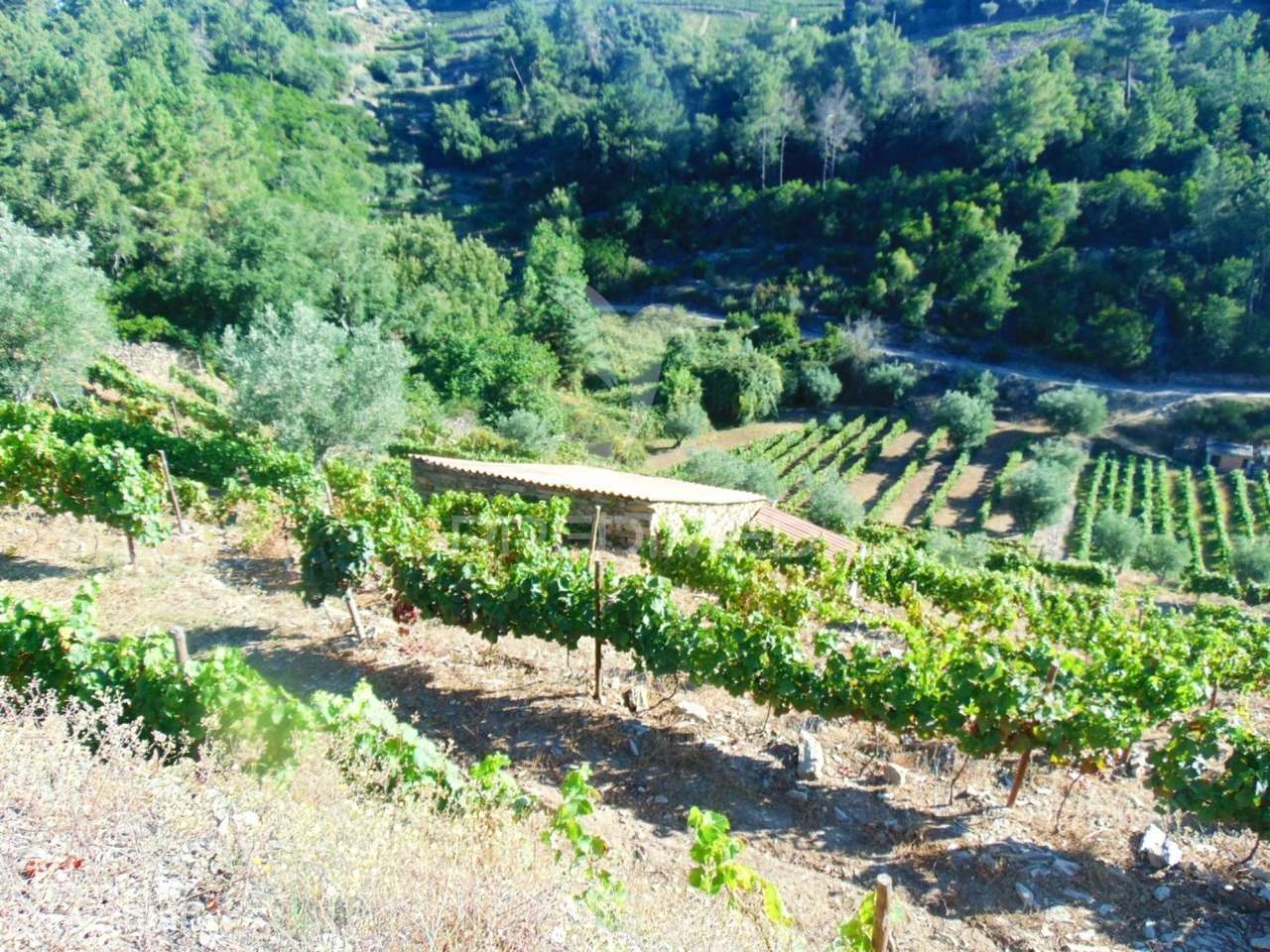 Vinha em produção no Alto Douro Vinhateiro - Grande imagem: 2/36