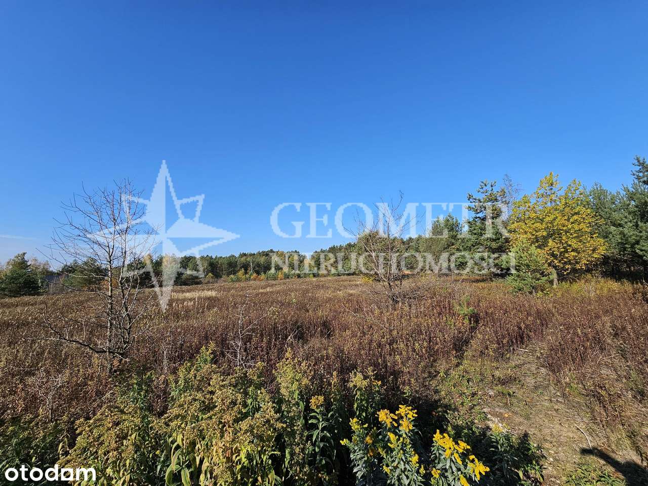 przedostatnia działka na ulicy - Pełny obrazek: 5/6