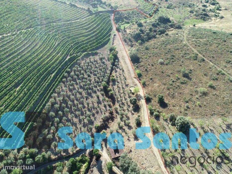 Terreno Região Demarcada do Douro. Com uma área de 32 hectares-Frei... - Grande imagem: 4/16