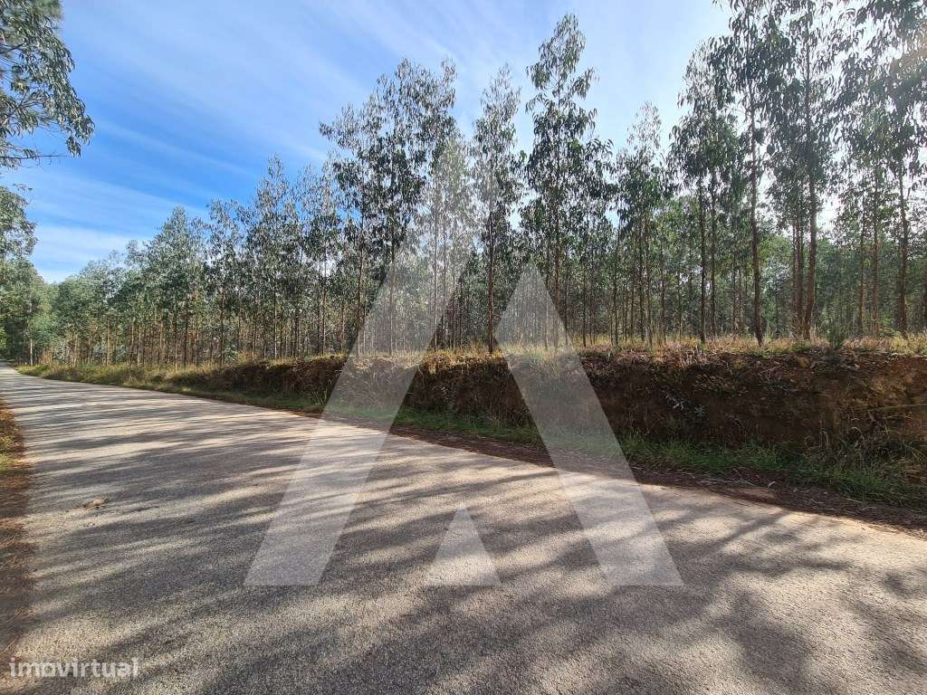 Terreno em Pinheiro da Bemposta - Grande imagem: 4/8