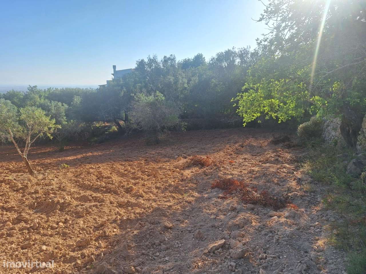 Terreno Rústico a 10km de Estoi-19