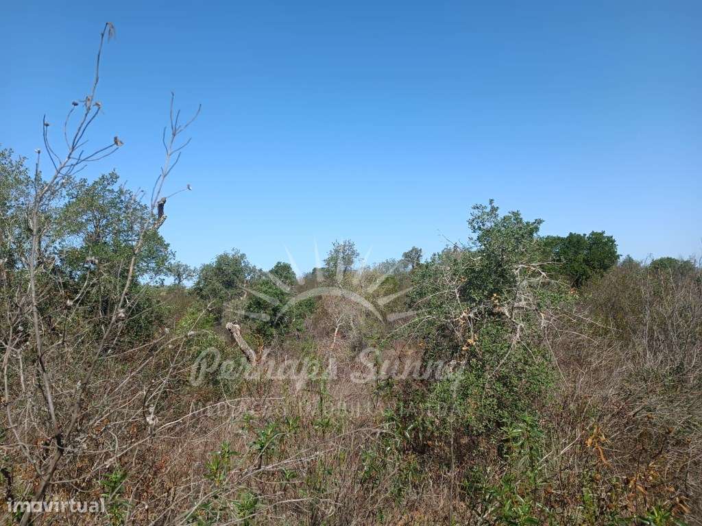 Terreno 14ha Santa Margarida da Serra - Grande imagem: 3/15