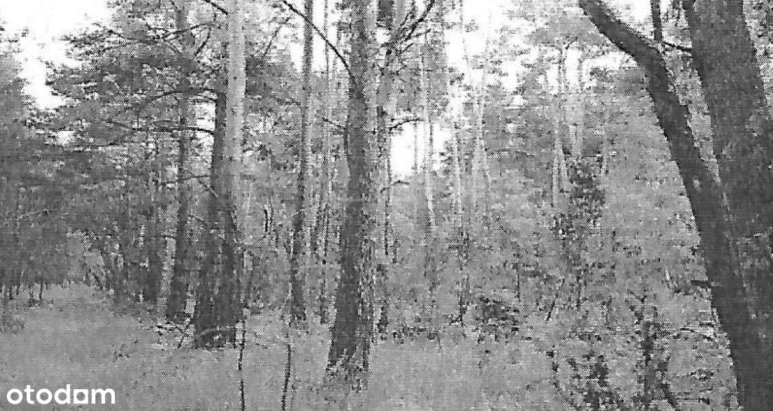 Sprzedam działki 5600 m2 - Pełny obrazek: 2/2