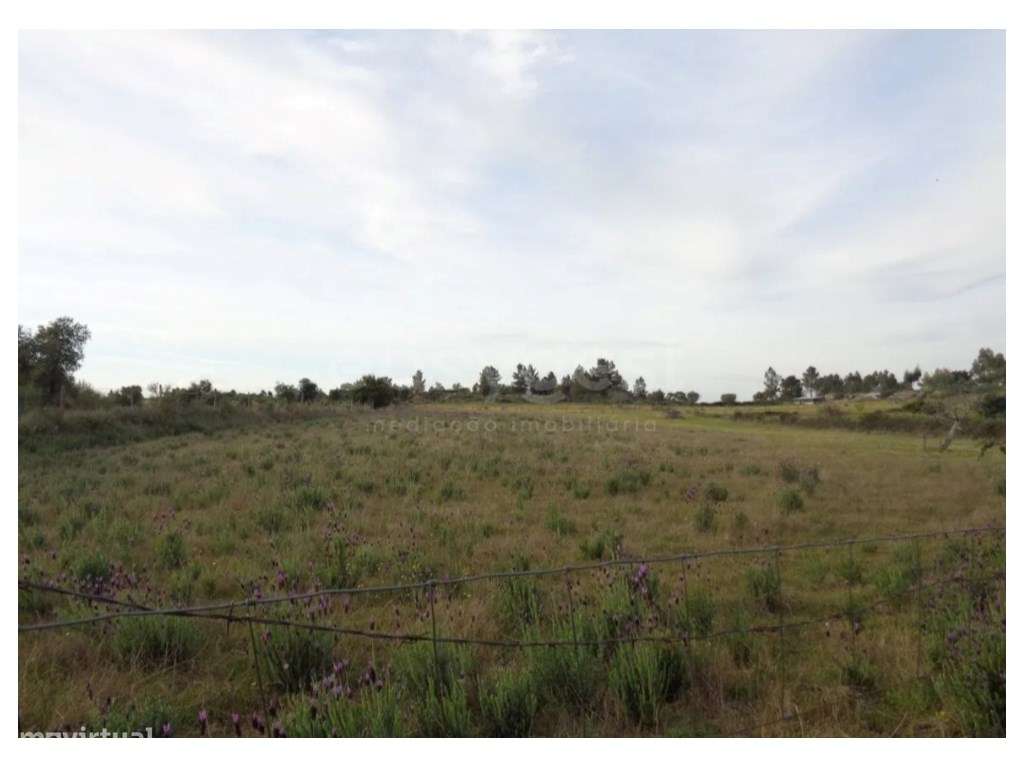 Excelente Terreno Rústico com Poço e Cultura Arvense em São Miguel ... - Grande imagem: 5/6