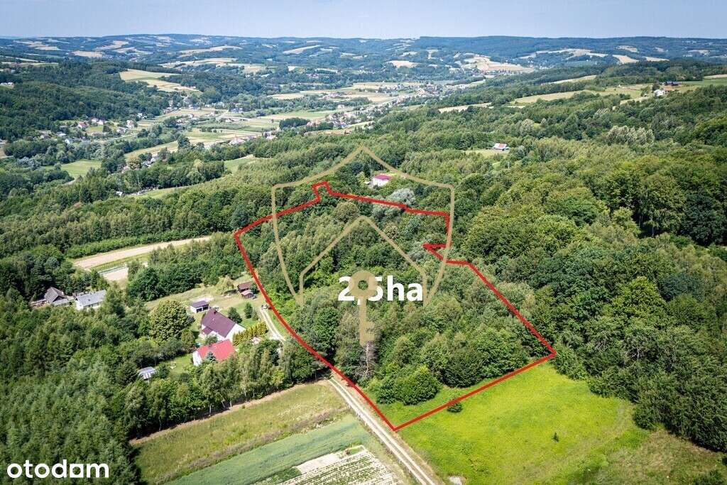 2,5ha z własnym lasem, WZ oraz mediami - Pełny obrazek: 5/16
