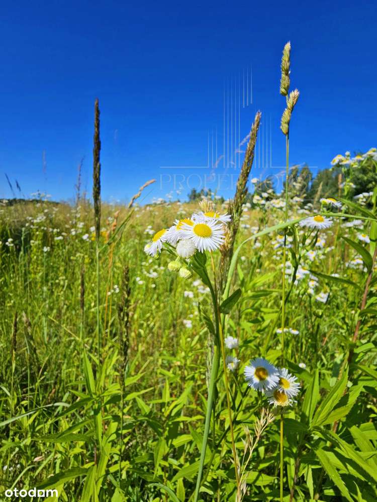 Inwestycja z Projektem GRATIS! Działka 20ar gotowa do zabudowy! - Pełny obrazek: 4/6