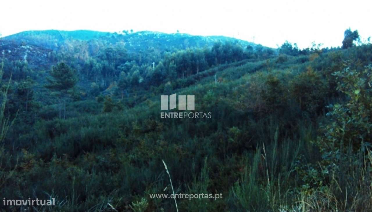 Venda Terreno, Tarouquela, Cinfães - Grande imagem: 4/6