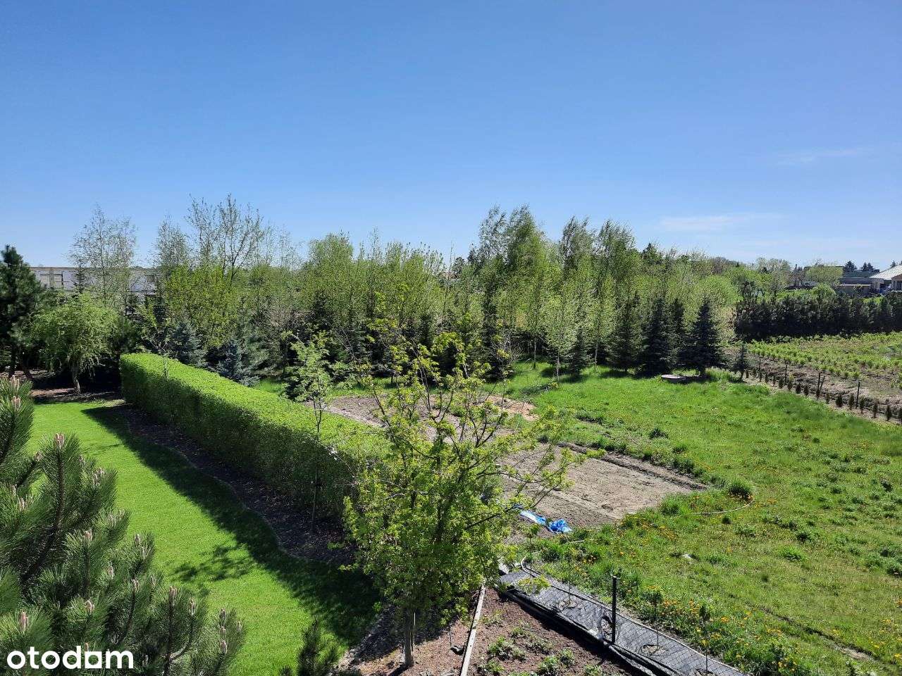 Kórnik Aleja Flensa, zabudowa rezydencjonalna w otoczeniu zieleni - Pełny obrazek: 5/10