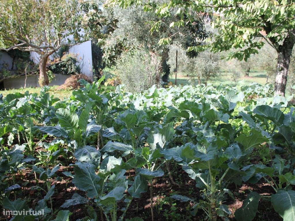 Terreno rústico na zona da Vila de Arganil com uma localização de e... - Grande imagem: 4/12