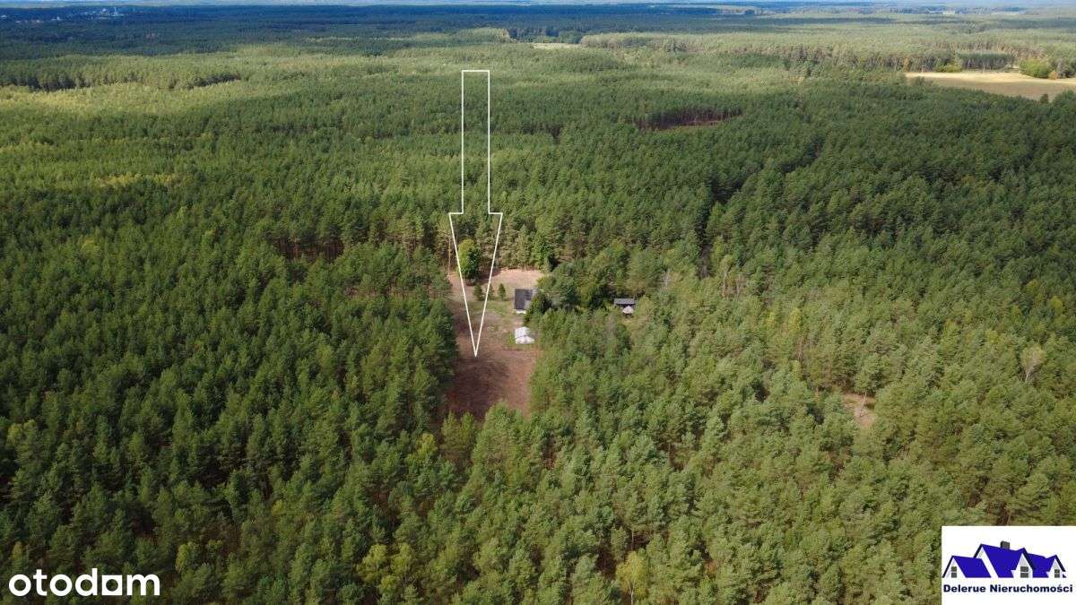 Nieruchomość otoczona lasem Bory Tucholskie