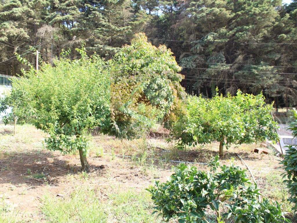 Terreno urbano no Bairro dos Pedrogãos em Caneças-7