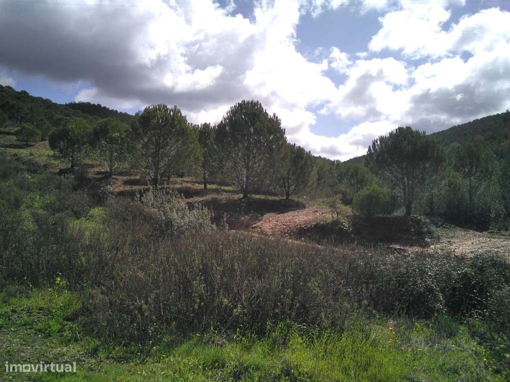 Terreno em São Marcos da Serra com 51,7795 Ha - Grande imagem: 4/10