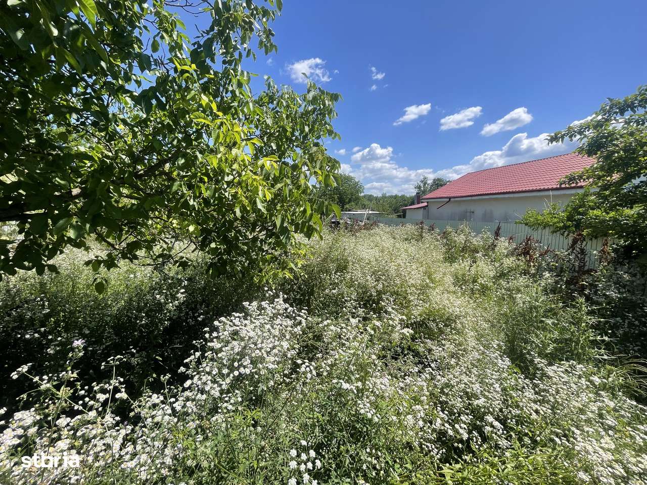 Teren Saucesti - Schineni - 1269 mp - Imagine principală: 4/5