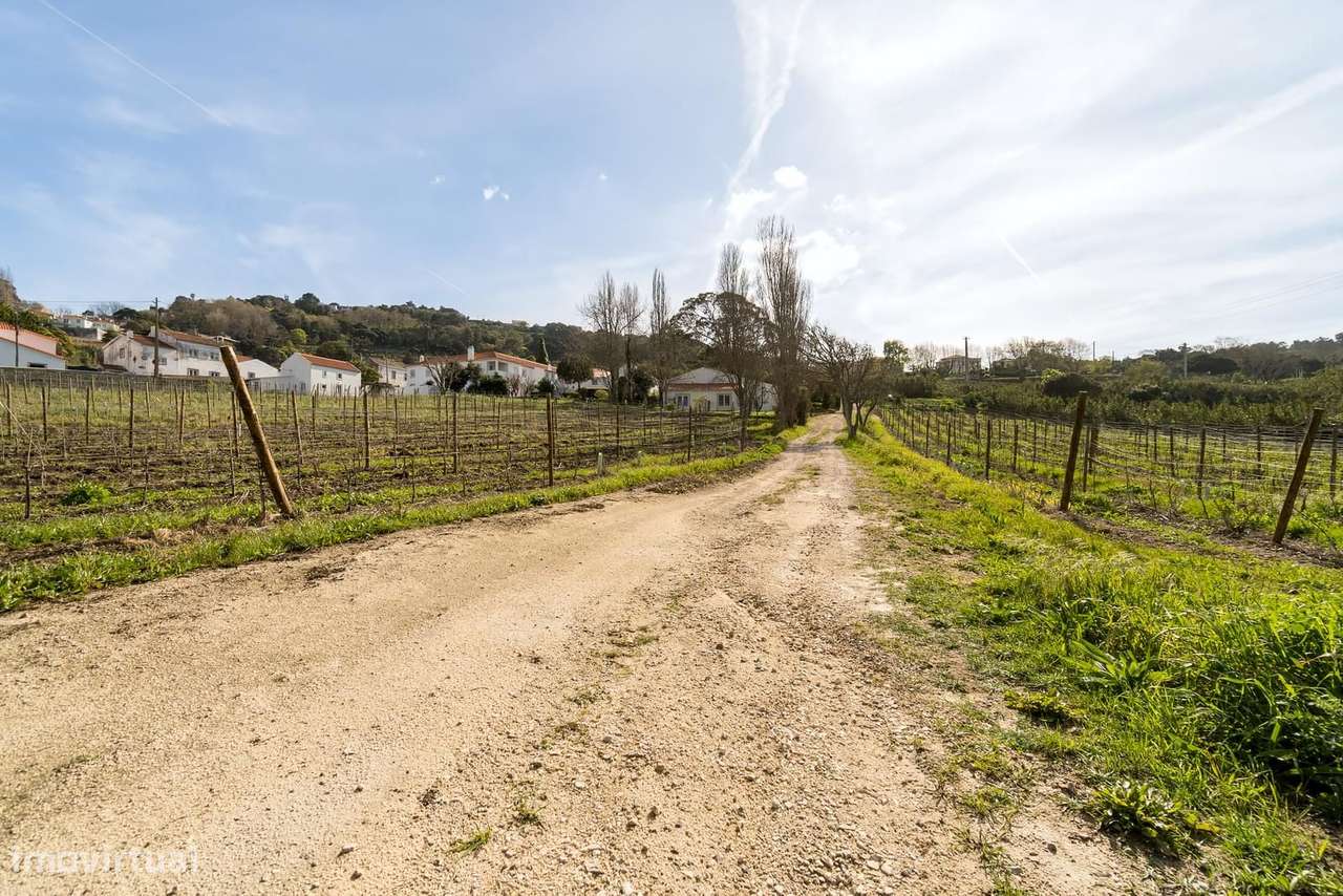 Quinta 2.2 ha, Colares, Sintra - Grande imagem: 5/48