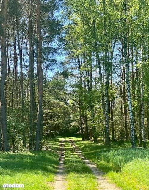 Atrakcyjna działka - Bolimowski Park Krajobrazowy - Pełny obrazek: 4/16