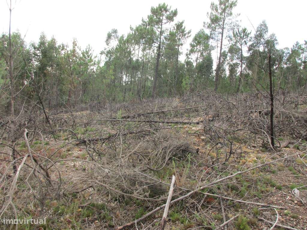 Terreno para construção em Fornelos - Grande imagem: 3/14