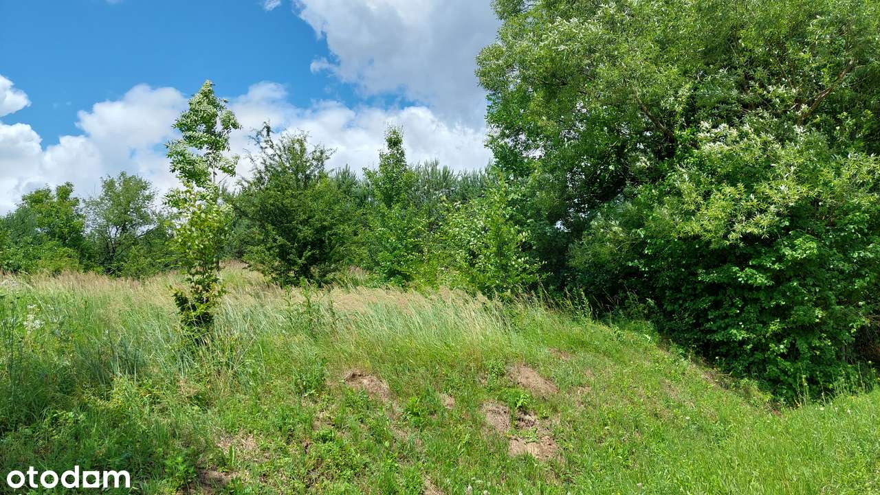 Nowy Borek 50ar - Pełny obrazek: 5/5