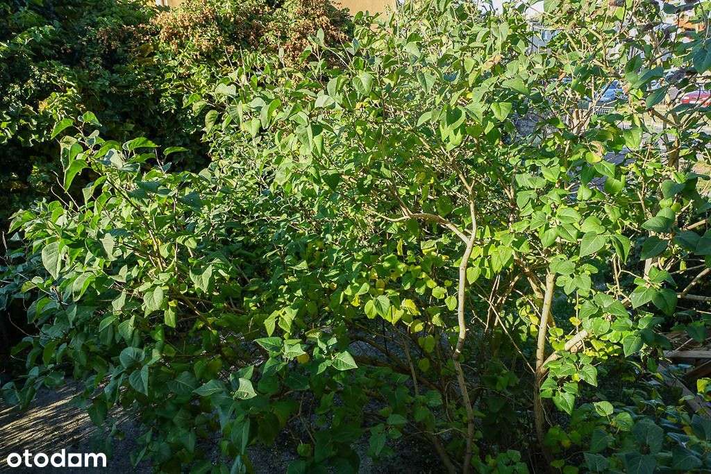 Parter domu po remoncie 101 m2+ogród+garaż 700tys.-16