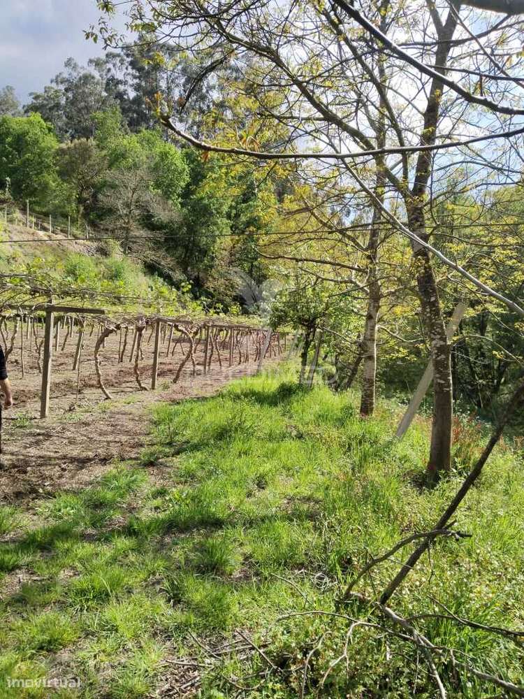 Terreno Rústico destinado ao cultivo de Kiwi - Grande imagem: 5/5