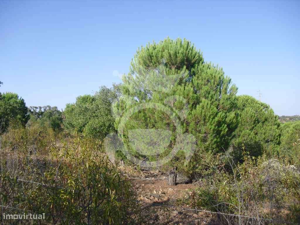 PROPRIEDADE RUSTICA COM 19,125 HECTARES - Grande imagem: 4/15