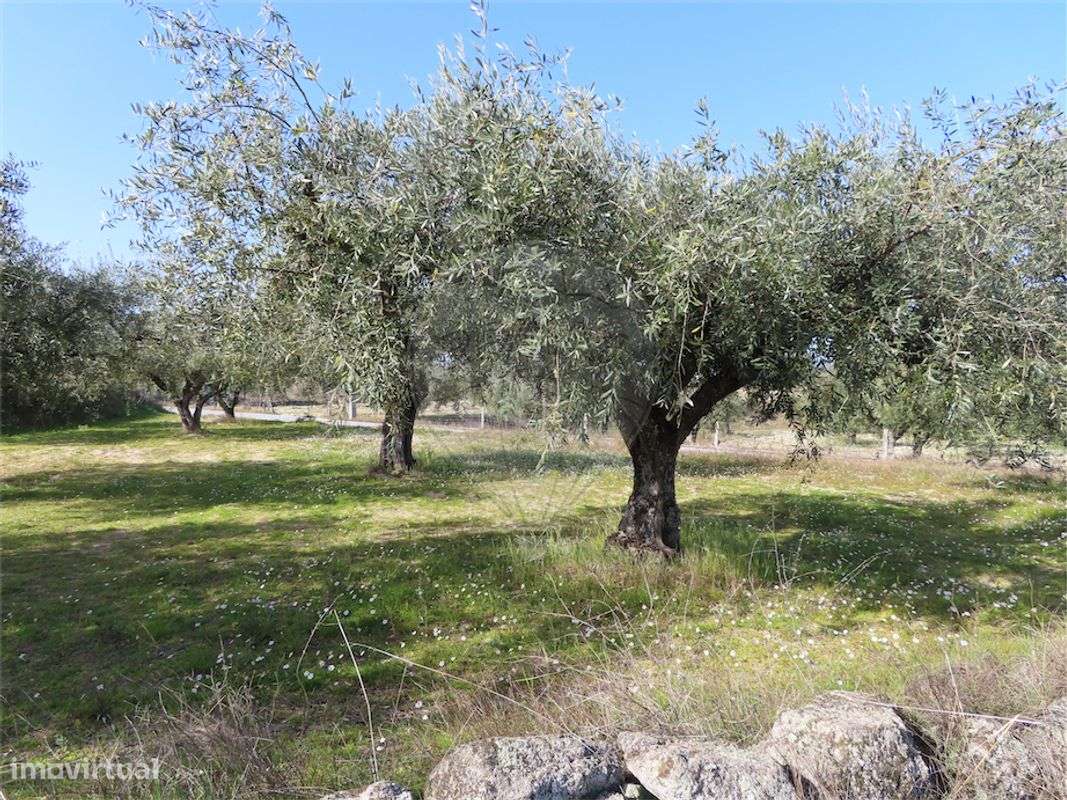 Quinta  para venda - Grande imagem: 3/34