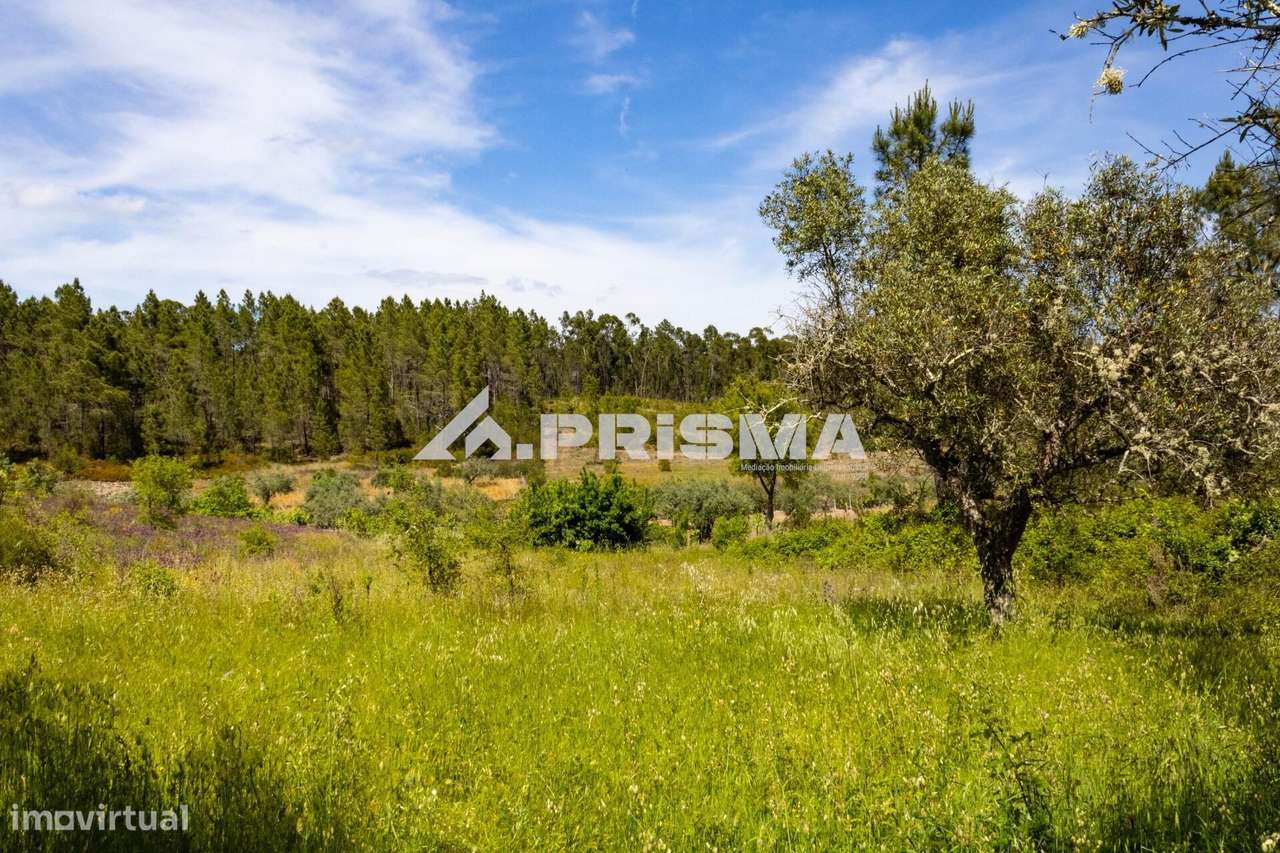 Terreno rústico para venda em Santo André das Tojeiras, Castelo Branco - Grande imagem: 4/30