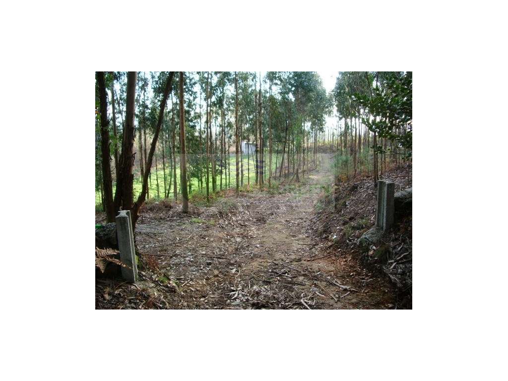 QUINTA EM ROCAS DO VOUGA, SEVER DO VOUGA - Grande imagem: 5/5