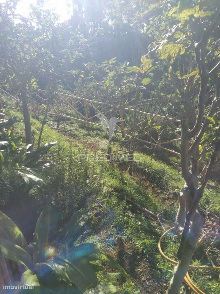 TERRENO c/ Arrecadação/ Habitação - Grande imagem: 5/15