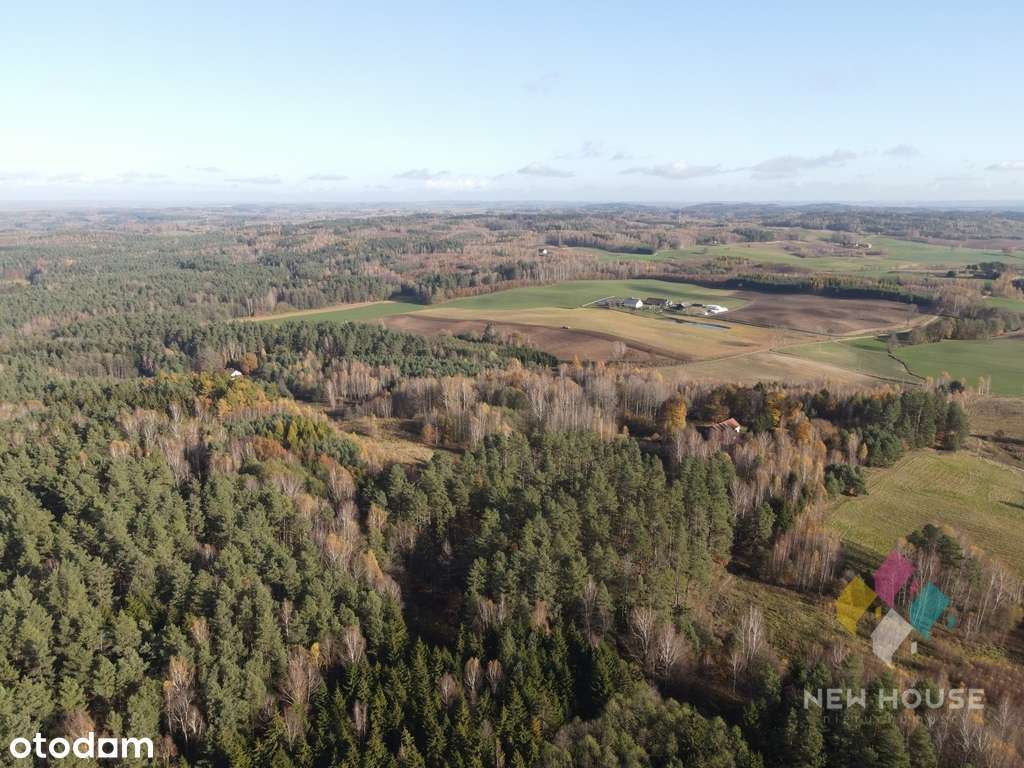 Okazja - działka pod siedlisko, las, staw - Pełny obrazek: 5/8