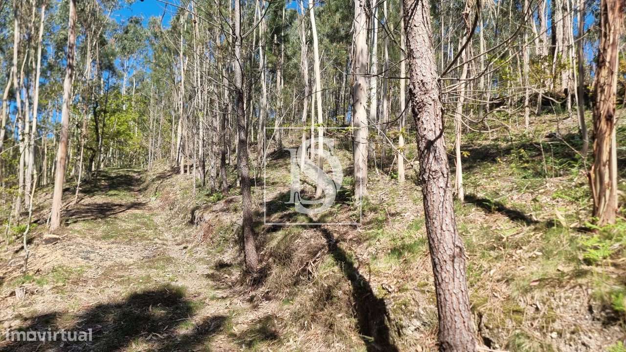 Terreno  Venda em Mosteiro,Vieira do Minho-15