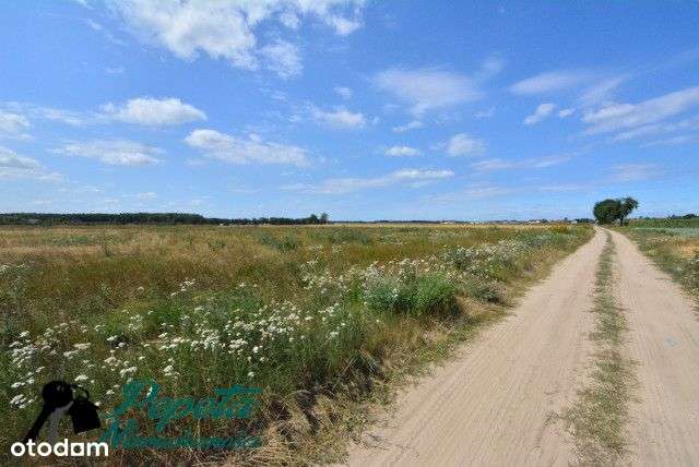 Dla inwestora! Duża nieruchomość, Radzewo, Kórnik - Pełny obrazek: 5/9