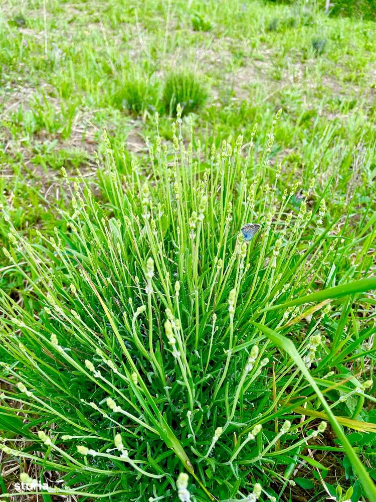 Terenuri extravilane de vânzare – Cozieni, jud. Buzău - Imagine principală: 4/16