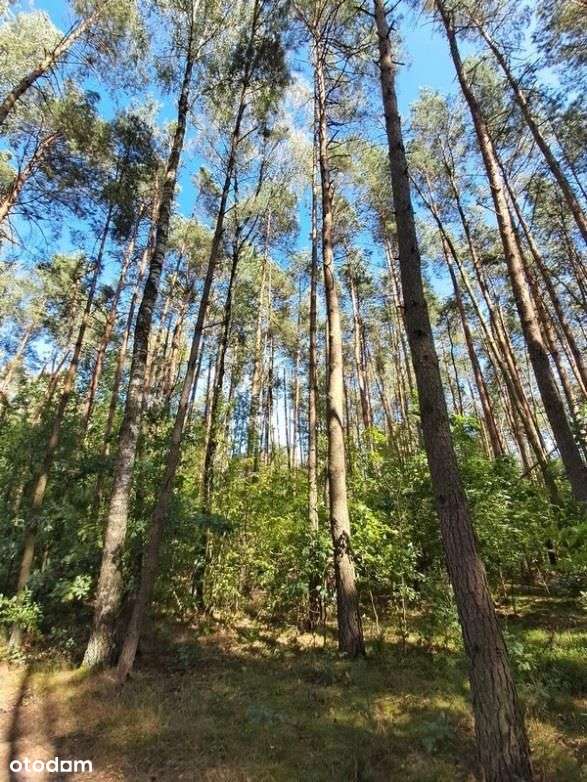 Syndyk sprzeda 1/2 w nieruchomości Skierniewice - Pełny obrazek: 4/6