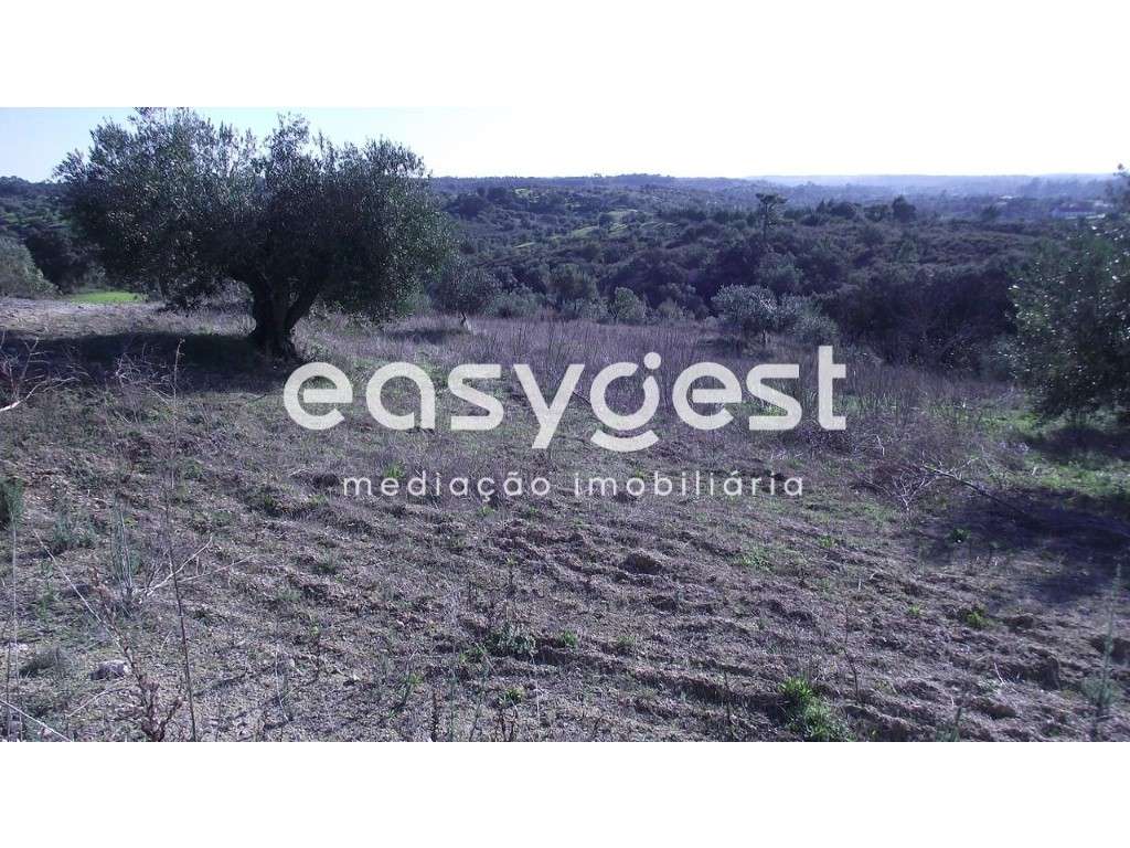 Terreno com vista sobre a Serra D´Aire e Candeeiros - Torres Novas - Grande imagem: 2/12