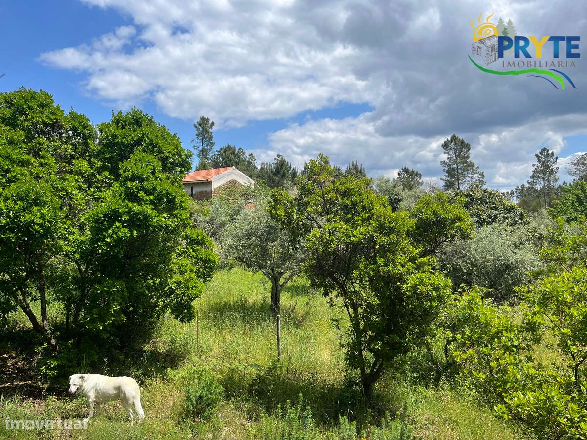 Quinta com 2 hectares de área total-sinónimo de privacidade e sossego-31