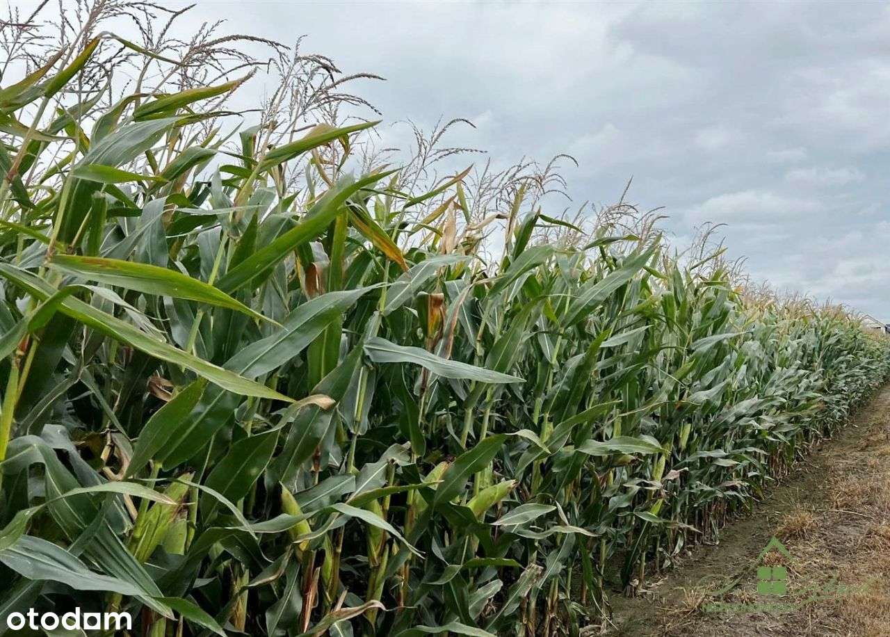 Działki Budowlane Mościska 3656M2-6