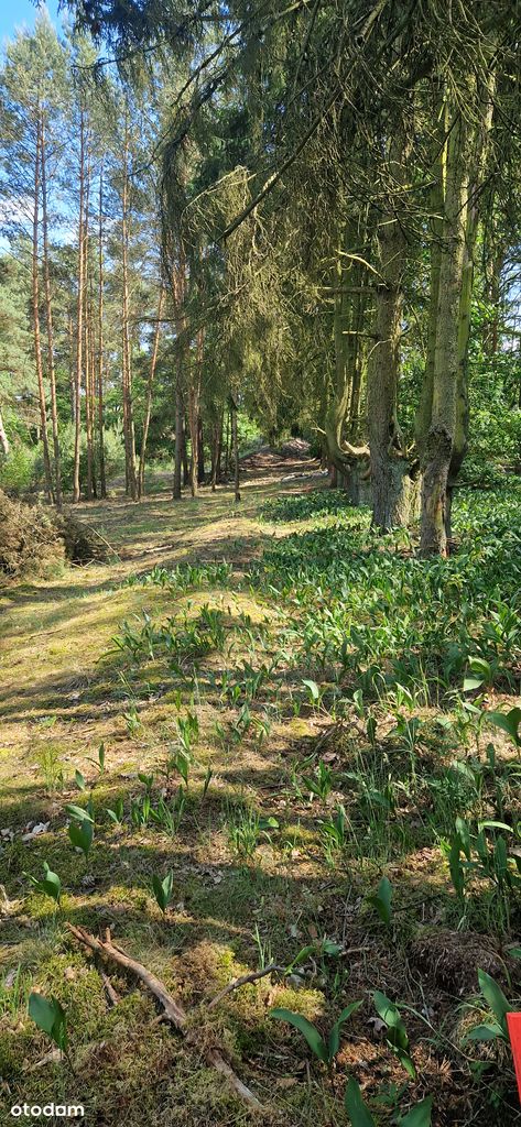 Działka budowlana Radgoszcz - Pełny obrazek: 2/3