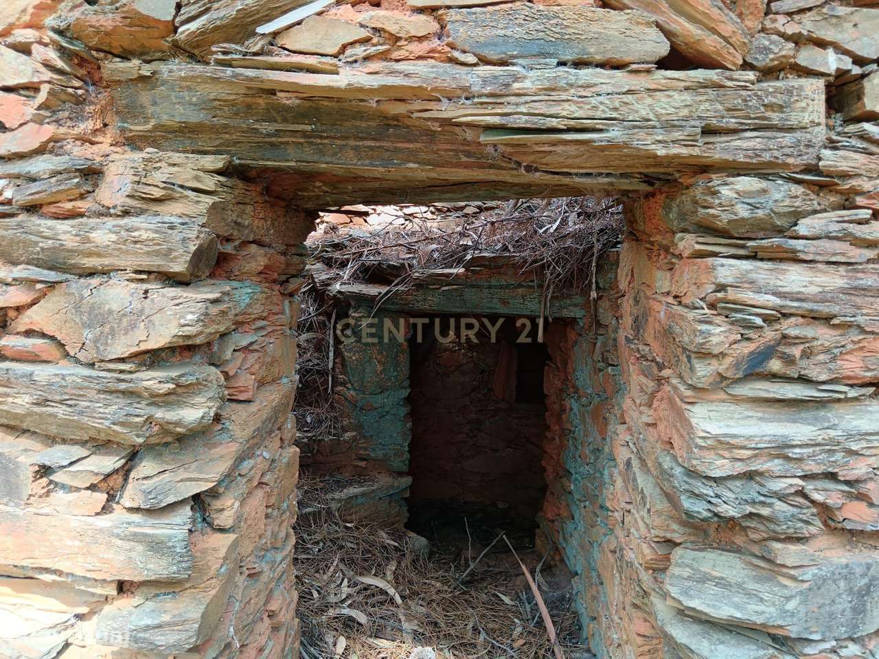 Terreno rustico em Salgueiro do Campo ( Carquejais) - Grande imagem: 4/15