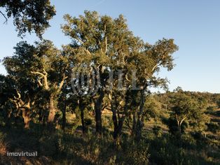 Terreno, com vista Mar e Serra, em Santiago do Cacém - Grande imagem: 2/26