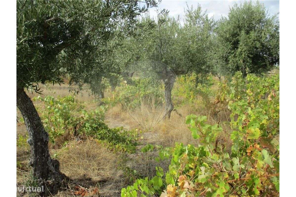 Quinta T0 para venda - Grande imagem: 2/31