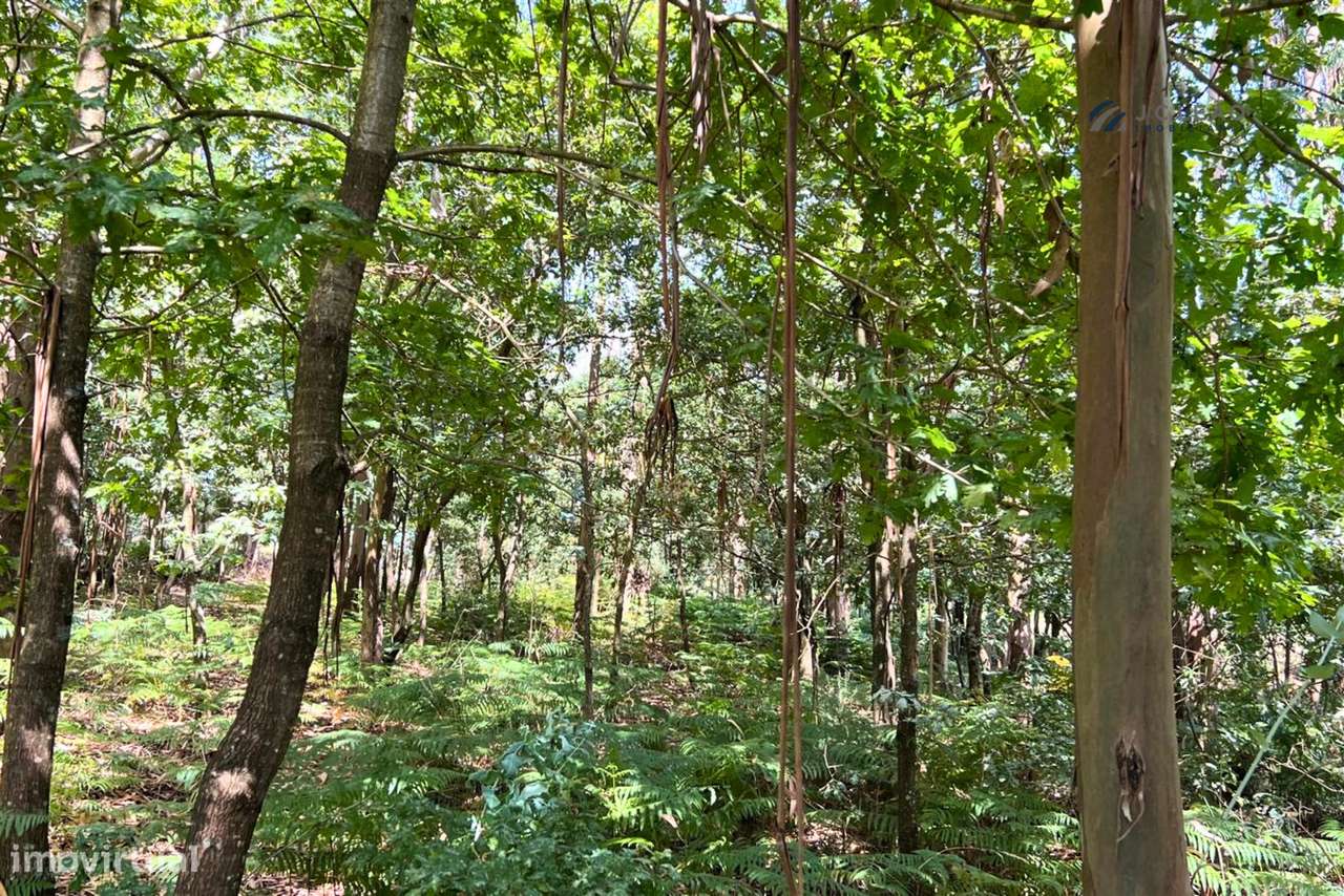 Terreno Rústico com 1430m2 em Lamoso, Paços de Ferreira - Grande imagem: 3/11