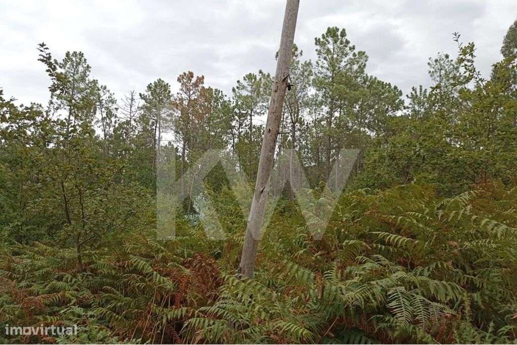 Pinhal na Lomba, Prendedores, Carvalhais - Grande imagem: 4/10